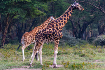 Two giraffes on near forest. Nakuru lake region, Africa