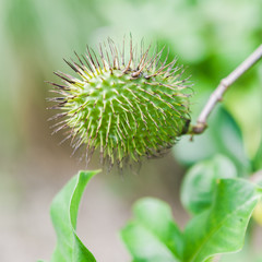 A Closeup of a Prickly Plant in an Exotic Botanical Garden, Barbados