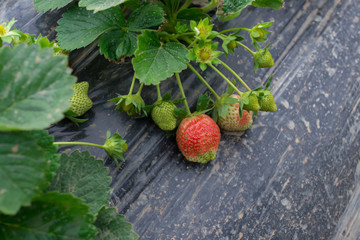 fresh strawberries on field