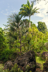 Fototapeta na wymiar Exotic Plants Palm Trees and Greenery, in a Botanical Garden, Barbados