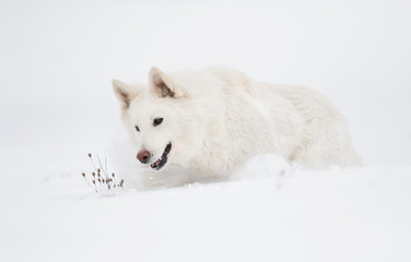 Obraz na płótnie Canvas White Swiss Shepherd in the park in winter