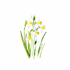 watercolor Narcissus. This image can be used for postcards invitations flyers