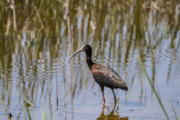Ibis moving in the shallows