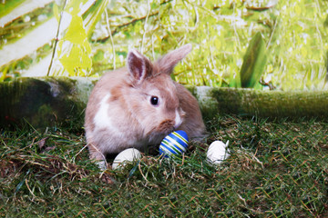 A Rabbit sitting cutely sniffing and looking at an Easter egg. Happy Easter everyone