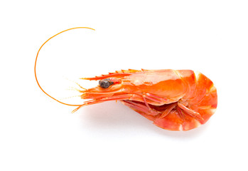 shrimp on a white background