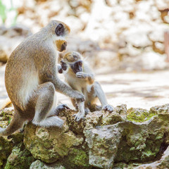Two Monkeys Sit on a Limestone Wall in a Wildlife Preserve, in Barbados