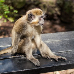 A Close Up of A Monkey in a Tree, in Barbados