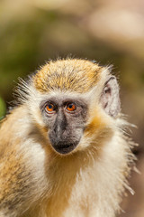 A Close Up of A Monkey in a Tree, in Barbados