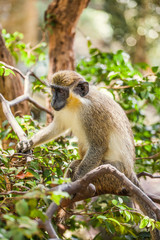 A Close Up of A Monkey in a Tree, in Barbados