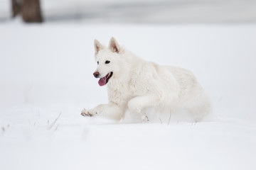 active dog in winter park, white Swiss Shepherd