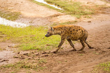 Hyena isolate in the savannah plain of Amboseli Park in Kenya