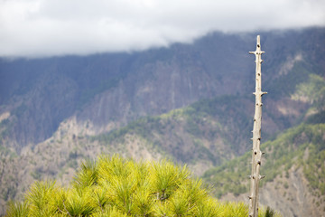 Obraz premium Pine Tree And Caldera, La Palma