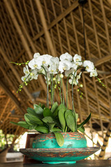 White orchids with space for text. Bali island.
