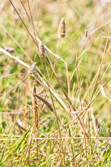 Brown colored adult male European mantis looking at the camera camouflaged in grass on the Bulgarian sea-shore