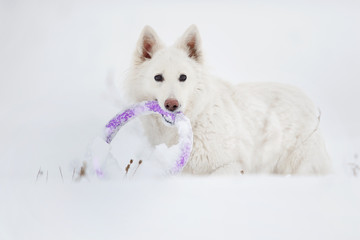 active dog in winter park, white Swiss Shepherd