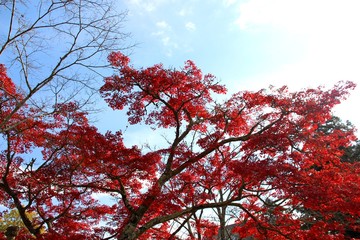 根来寺の紅葉