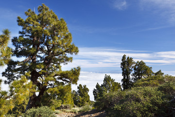 La Palma Mountain View