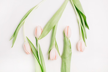 Pink tulip flowers on white background. Flat lay, top view. Fashion concept.