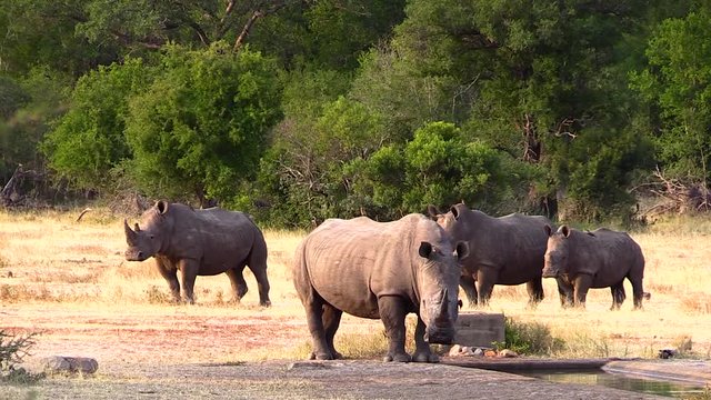 4 Rhinos at a watering hole in Kuger National Park South Africa