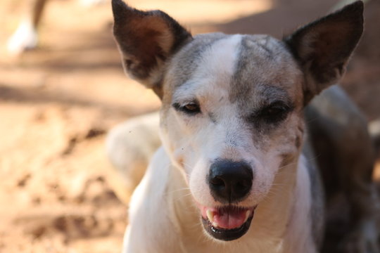 brincando com o cachorro