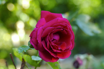 Brilliant Red Rose