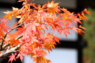 根来寺の紅葉