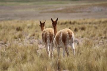vicuña