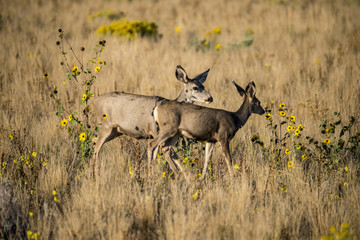 Mule Deer