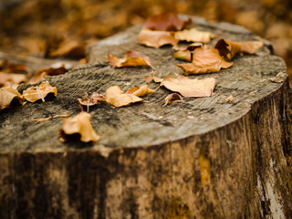 Autumn leaves on a trunk