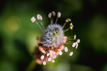 Nature, Flowers, Macro Shot
