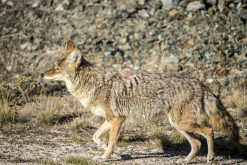 Coyote walking near a road in Northern Utah