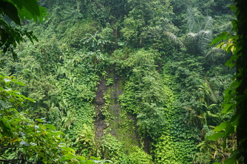 Fototapeta na wymiar Hike in the jungle of Bali Indonesia very green leafs