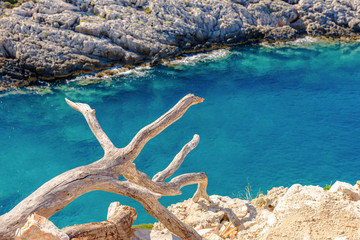 Root on shore and blue bay in background.