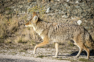 Naklejka na ściany i meble Coyote walking near a road in Northern Utah