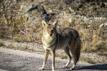 Coyote walking near a road in Northern Utah