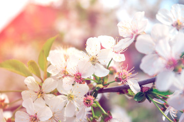 Branch of cherry or apple blossoms. Spring flowers on a tree in the garden