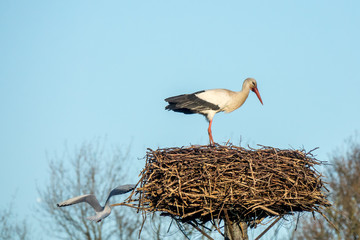Storks on a birds nest in spring