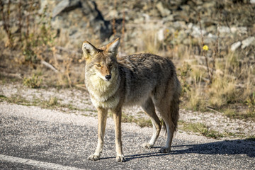 Coyote walking near a road in Northern Utah