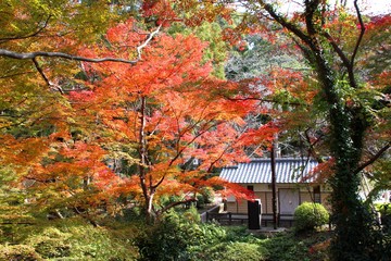 根来寺の紅葉