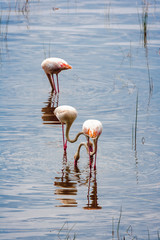 Flamingos in the water. In search of crustaceans. Nakuru, Kenya