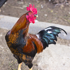 A colored cock with a blue tail and a red crest.