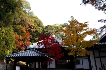 根来寺の紅葉