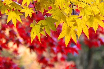 根来寺の紅葉