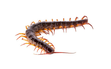 centipede on white background