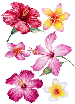 Watercolor hand-drawn tropical flowers on white background (isolated)