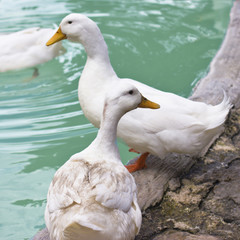 White ducks and geese on the shore of a blue pond