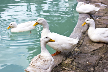 Naklejka na ściany i meble White ducks and geese on the shore of a blue pond