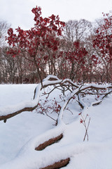 Fallen tree in the snow