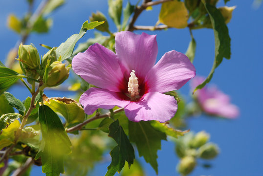 Fototapeta Hibiscus flower pink
