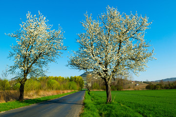 Fototapeta premium blossoming cherry roadside tree